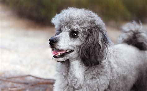 Troverai caratteristiche come carattere, aspetto, adattabilità immagini del cane cuccioli carini cani giocattoli animali barboncini giocattolo. Barboncino: dal toy al grande le varietà a confronto ...