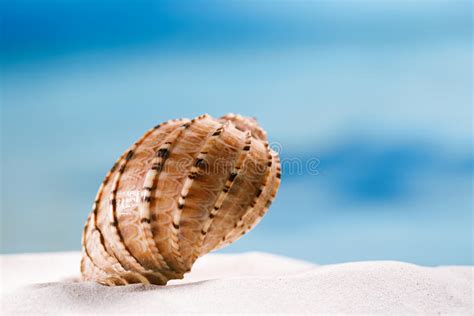 Tropical Seashell Sea Shell With Ocean Beach And Seascape Stock Image