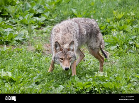 A Lone Coyote Canis Latrans Standing In A Field In Springtime In