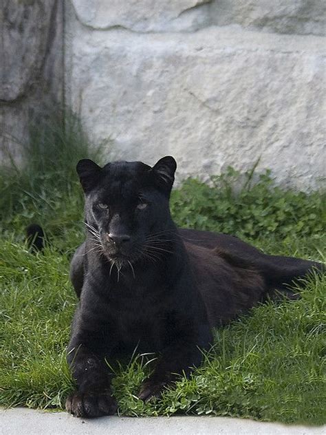 Black Panther By Fisherman01 Via Flickr Jaguar Panther Black Panther