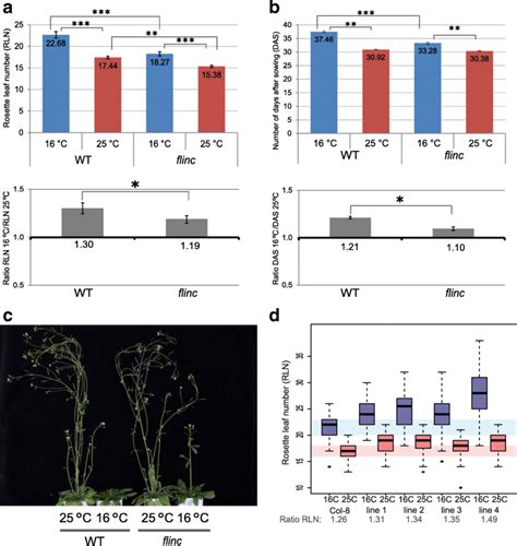 Flinc Plays A Role In Temperature Mediated Flowering A Flowering Time