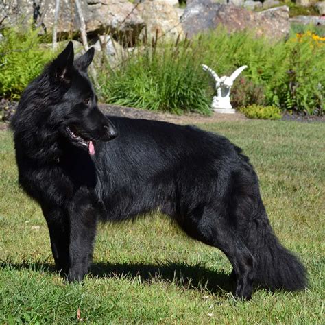 Black Long Haired German Shepherd For Sale Petsidi