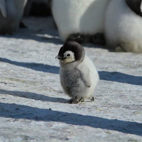 Instagramda Discover Ocean Baby Penguin Waddling His Way Through 🐧