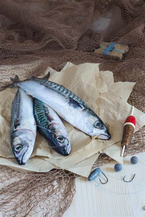 Still Life About Sportive Fishing For Mackerel Stock Photo Image Of