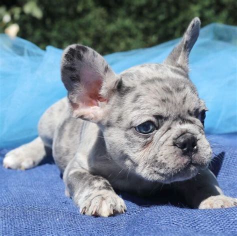 23 Miniature Blue French Bulldog For Sale Image Bleumoonproductions