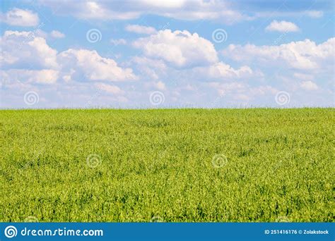 Green Field And Light Blue Sky With White Cloud Stock Photo Image Of