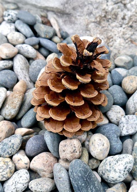 A Pine Cone Sitting On Top Of Some Rocks