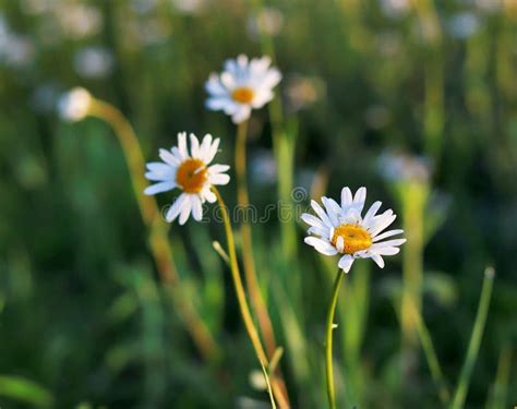 Blooming Marguerites Daisy In Morning Light Stock Photo Image Of