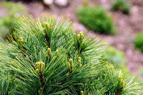 Buy Pinus Strobus Horsford Eastern White Pine Conifer Kingdom