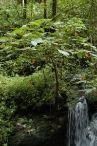 See full list on violetcollection.com Habitats and Special Adaptations | Gesneriad Reference Web
