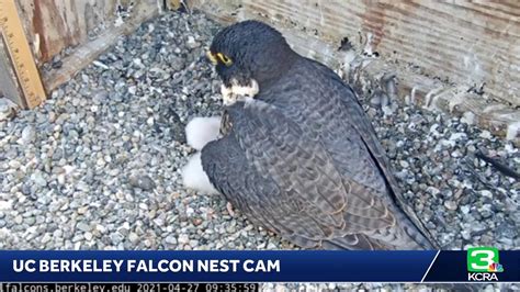 Happy Tuesday Heres A Look At Uc Berkeleys Peregrine Falcon Nest Cam