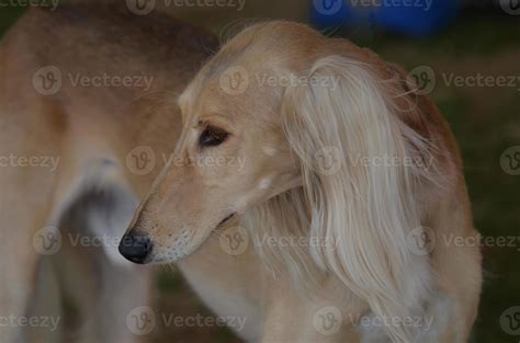 Profile Of A Blonde Saluki Dog 9093019 Stock Photo At Vecteezy