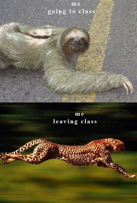 Animal Memes Only College Students Will Get Cuteness