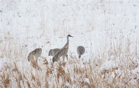 Winter Sandhill Cranes 3 Photograph By Rebecca Smith