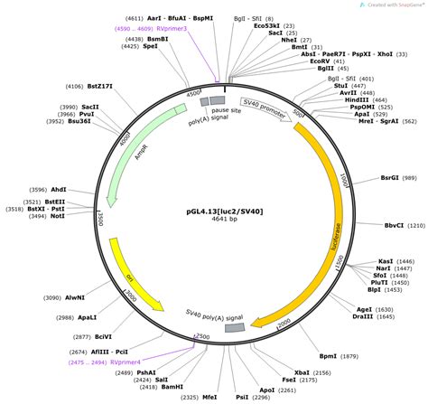 质粒是什么,质粒是什么东西,质粒是一种(第13页)_大山谷图库