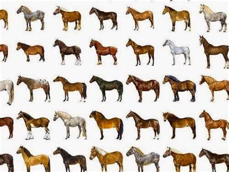 Horses Of The World Topmost Dressage You Pick And You Choose Horse