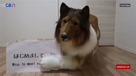 Japanese Man Spends £12500 On Dog Costume Headliners React To Daily