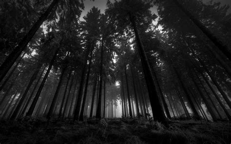 Black Forest Wallpapers Top Free Black Forest Backgrounds