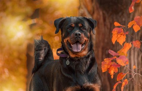 How To Care For Rottweilers In Heat The Ultimate Guide Fortail
