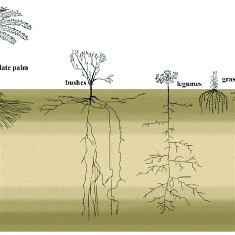 The Root System Architecture Of Desert Plants Exploits The Top Soil