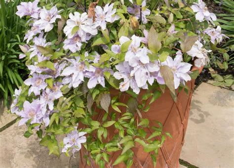 Maybe you would like to learn more about one of these? Growing Clematis in Pots | Pyrcantha.co.uk