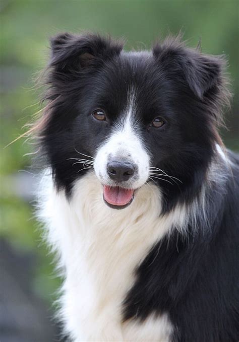 15 Surprising Facts About Border Collies Page 2 Of 3 Petpress