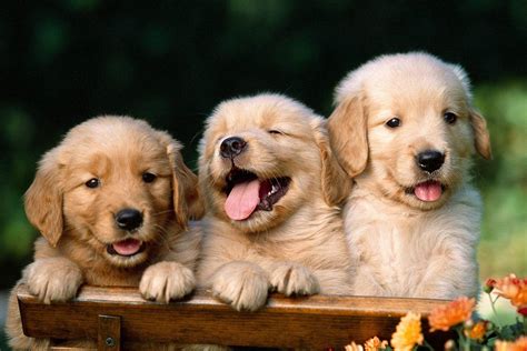Puppy Hd Wallpapers Wallpaper Cave