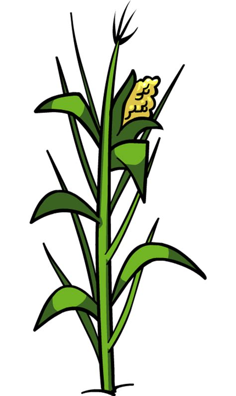 Corn Plant Png File Png Svg Clip Art For Web Download