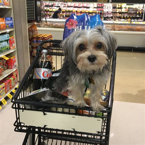 Does Petco Potty Train Dogs – BabelBark