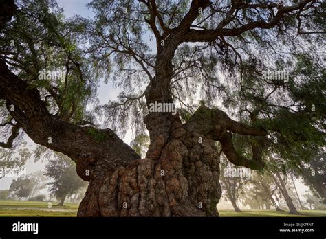 Tree Bulbous Trunk High Resolution Stock Photography And Images Alamy