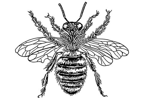 Bee and flower coloring page. Coloring Page Queen bee - free printable coloring pages ...