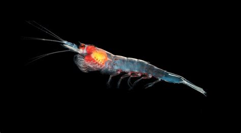 How Antarctic Krill Coordinate The Greatest Swarms Within The World
