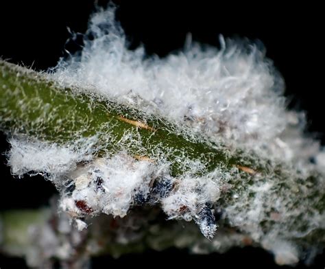 Woolly Aphids By Nclark Ephotozine