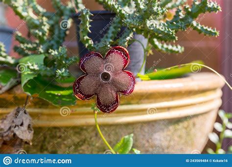 Beauty Fresh Flower Cactus Flower Huernia Pendula Or Caralluma