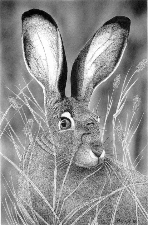 jack rabbit  david marxer jack rabbit rabbit art animal art