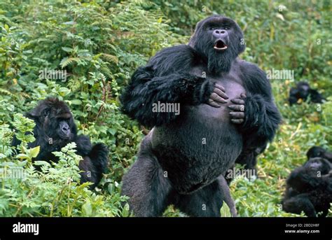 Silverback Gorilla Chest Beating Hi Res Stock Photography And Images