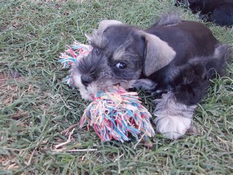 **all reservation families will receive weekly updates (pics and. Copper Star Ranch: AZ Miniature Schnauzer Puppies for sale at Copper Star Ranch!!