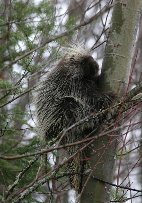 038 Identifying And Preventing Porcupine Damage To Trees Fact Sheets