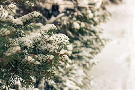 Snow Covered Tree Branch Stock Image Image Of Frost 89164975