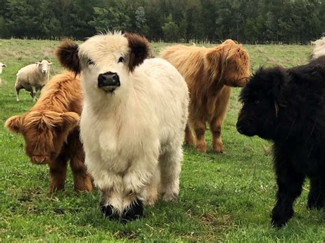 About The Long Haired Cattle Without Horns Poll Highland