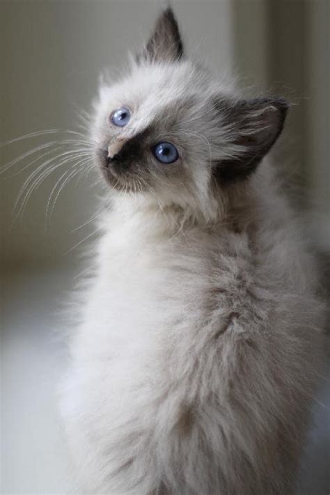 Adora The Siamese Snowshoe Persian Mix Kittens Web Page