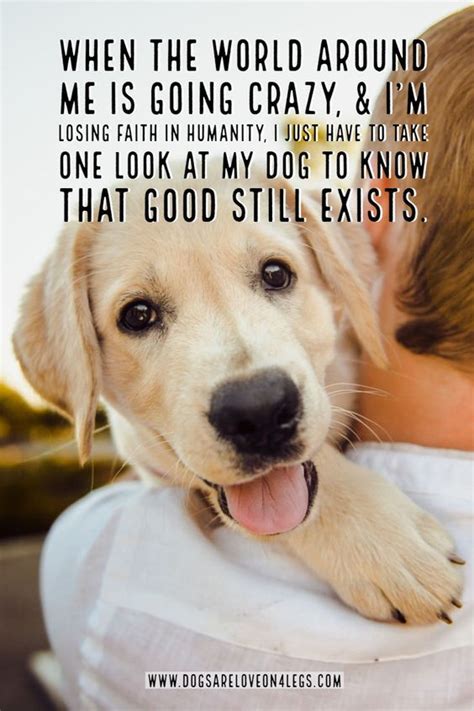 21 Funny Labrador Dog Quotes And Sayings Page 4 Of 6 The Paws