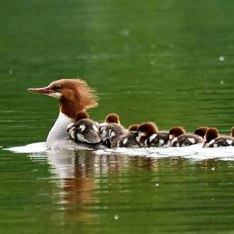 Common Merganser Duck And Ducklings On Green Lake South Of Traverse