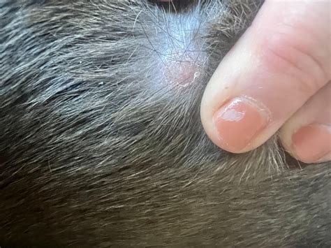 Bald Spots With Scabbing Rdogadvice