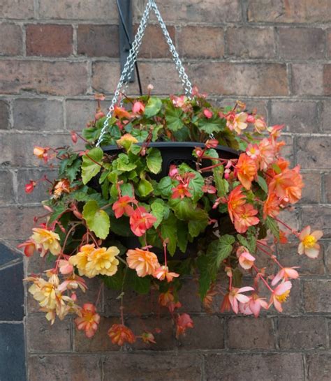 Begonia Care All You Need To Know Bob Vila