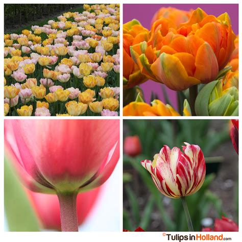 He studied law at sydney university and was. Tulips in Holland Tulip Tuesday 12 august 2014 photo 2 ...