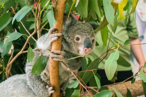 How To Save A Koala Wwf Australia How To Save A Koala Wwf Australia