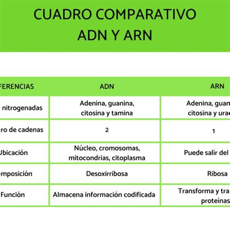 Arriba Imagen De Fondo Cuadro Comparativo Entre El Adn Y El Arn