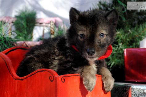 Wolf Hybrid Puppy For Sale Near Charlotte North Carolina 2764eeba 96b1