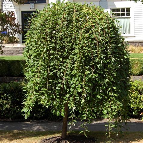 Potted Dwarf Weeping Willow Trees On Sale Best Buy Online